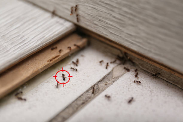 Best Insect Control  in Morongo Valley, CA