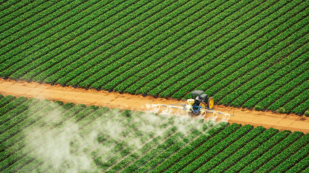 Best Commercial Pest Control Services  in Morongo Valley, CA