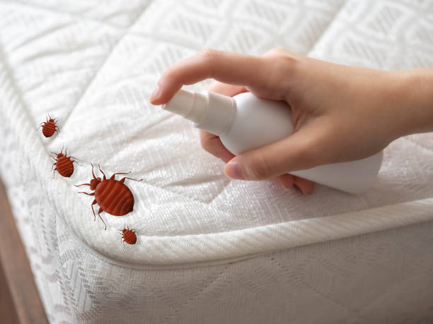 Best Best Pest Control Companies  in Morongo Valley, CA