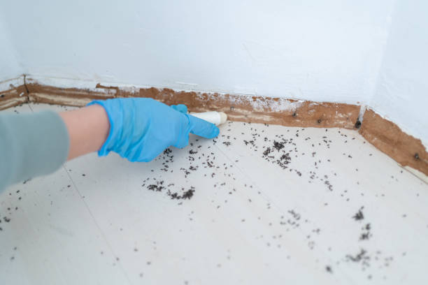 Best Pest Prevention Services  in Morongo Valley, CA