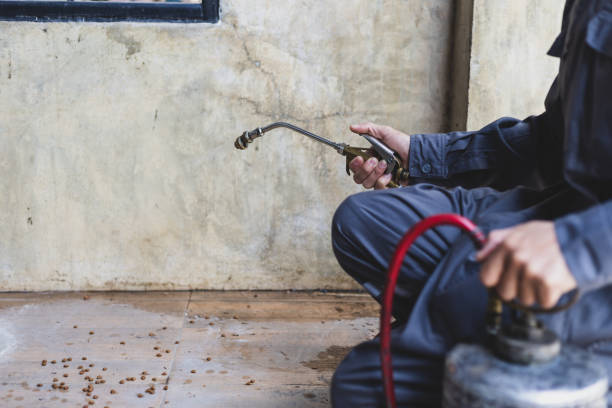 Best Rat Extermination Near Me  in Morongo Valley, CA